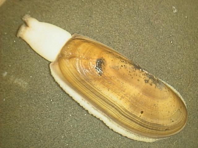 Clam Shells Fresh