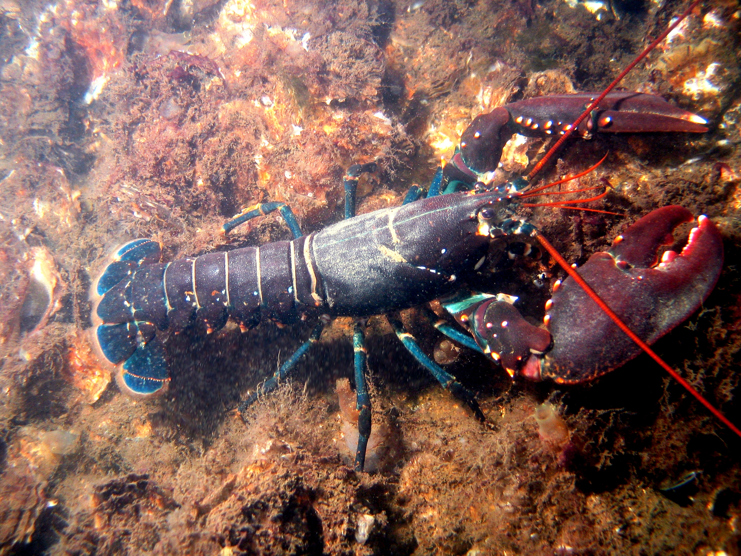 Lobster Big 300 Gms/1 KG Fresh