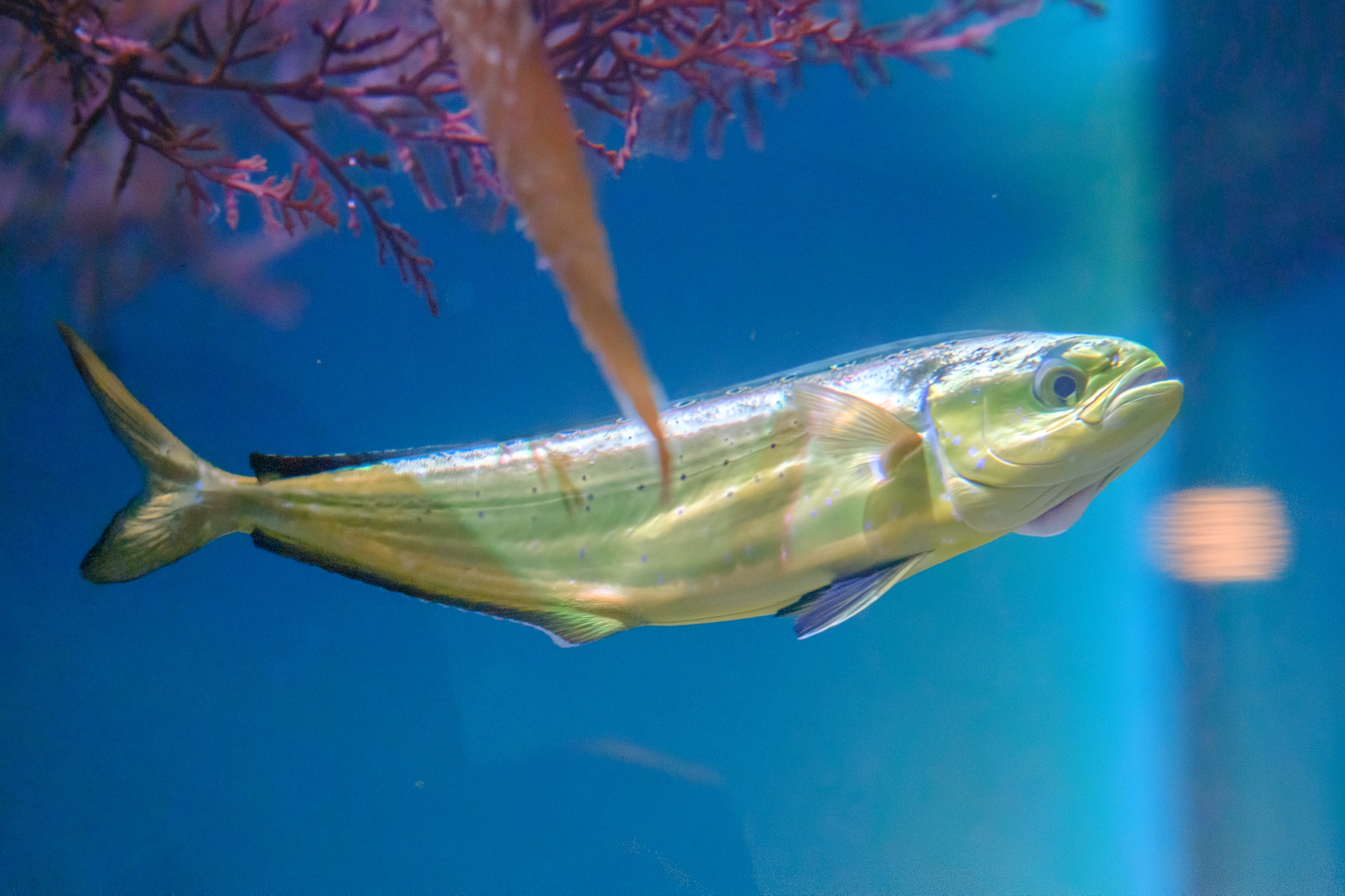 Mahi Mahi Fillet