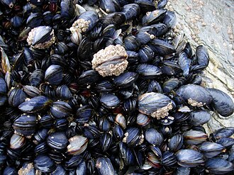 Mussels Shell Meat Cleaned
