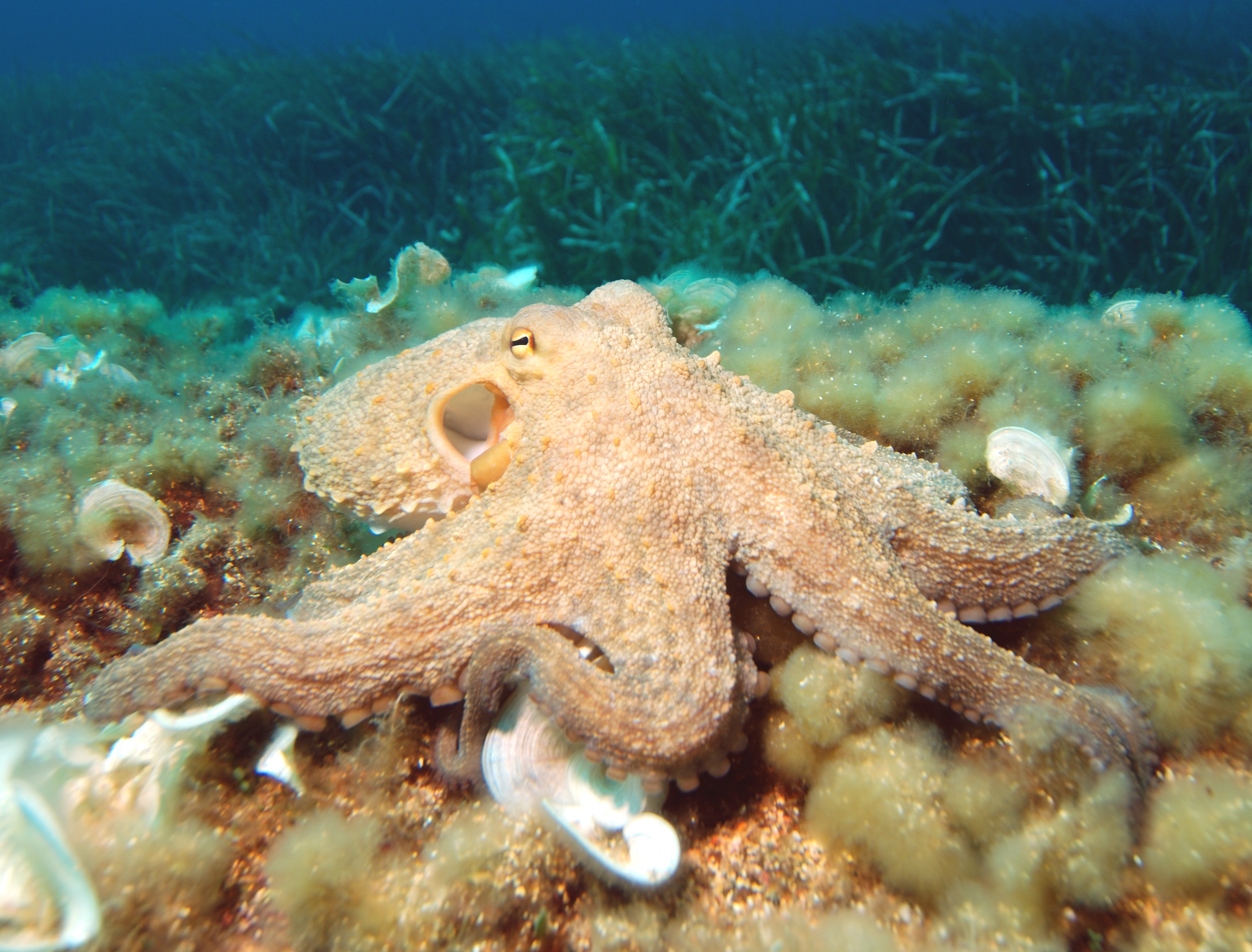 Octopus Frozen Scab Cleaned