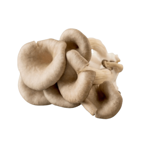 Mushrooms Oyster