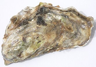 Oyster Shell Fresh Cleaned