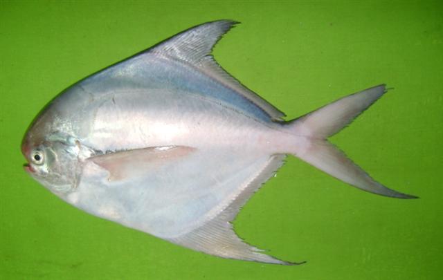 RoopchandCleaned Gross Weight