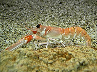 Scampi
